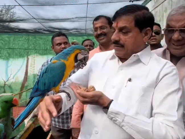 इंदौर जू पहुंचे सीएम डॉ. मोहन यादव ने पैरेट को हाथ पर बैठाकर खाना खिलाया।