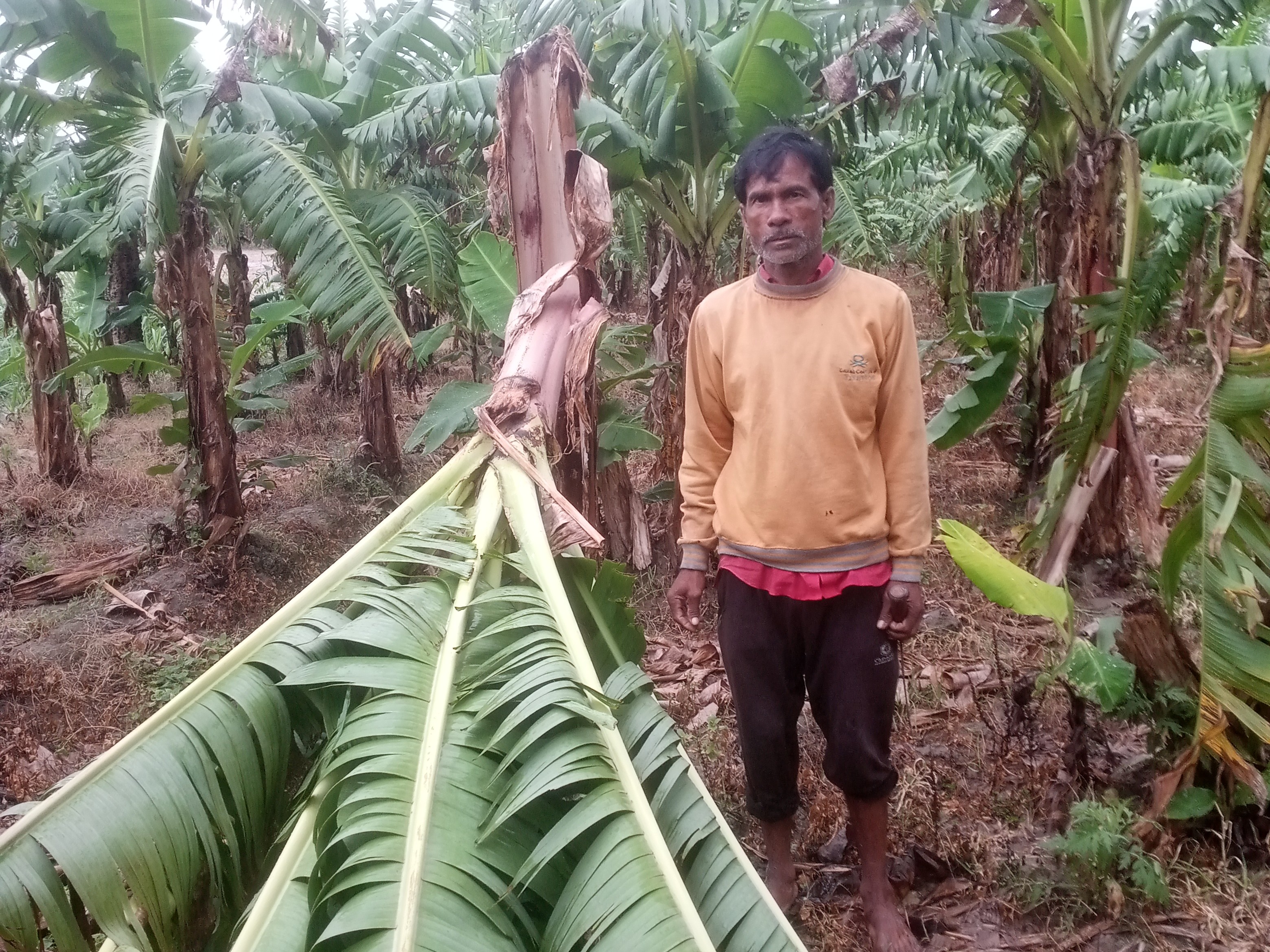 Strong winds damage banana crops