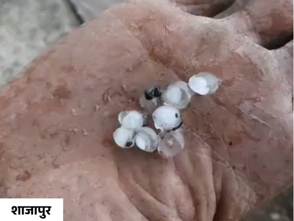 शाजापुर के अकोदिया में बारिश के साथ ओले भी गिरे।