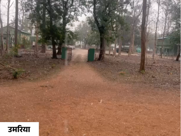 उमरिया में अचानक मौसम बदला और ओले गिरने लगे।