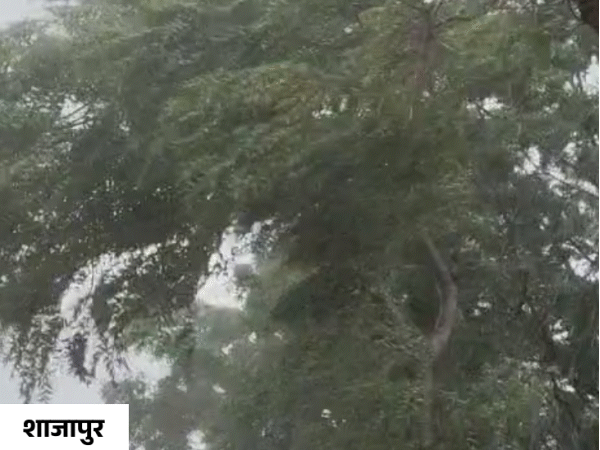 शाजापुर में तेज आंधी चली, इसके बाद बारिश शुरू हो गई।