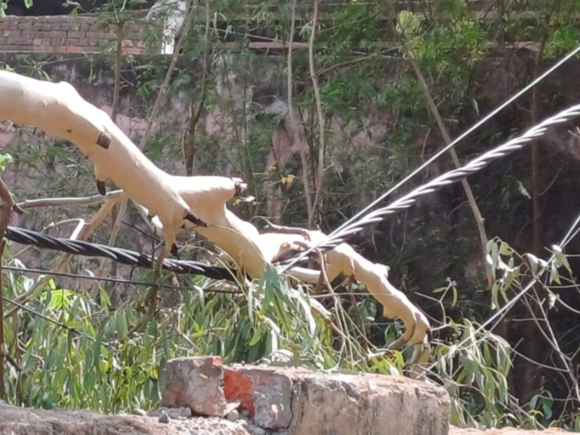 Power lines damaged and trees fell due to strong storm | तेज आंधी से ...