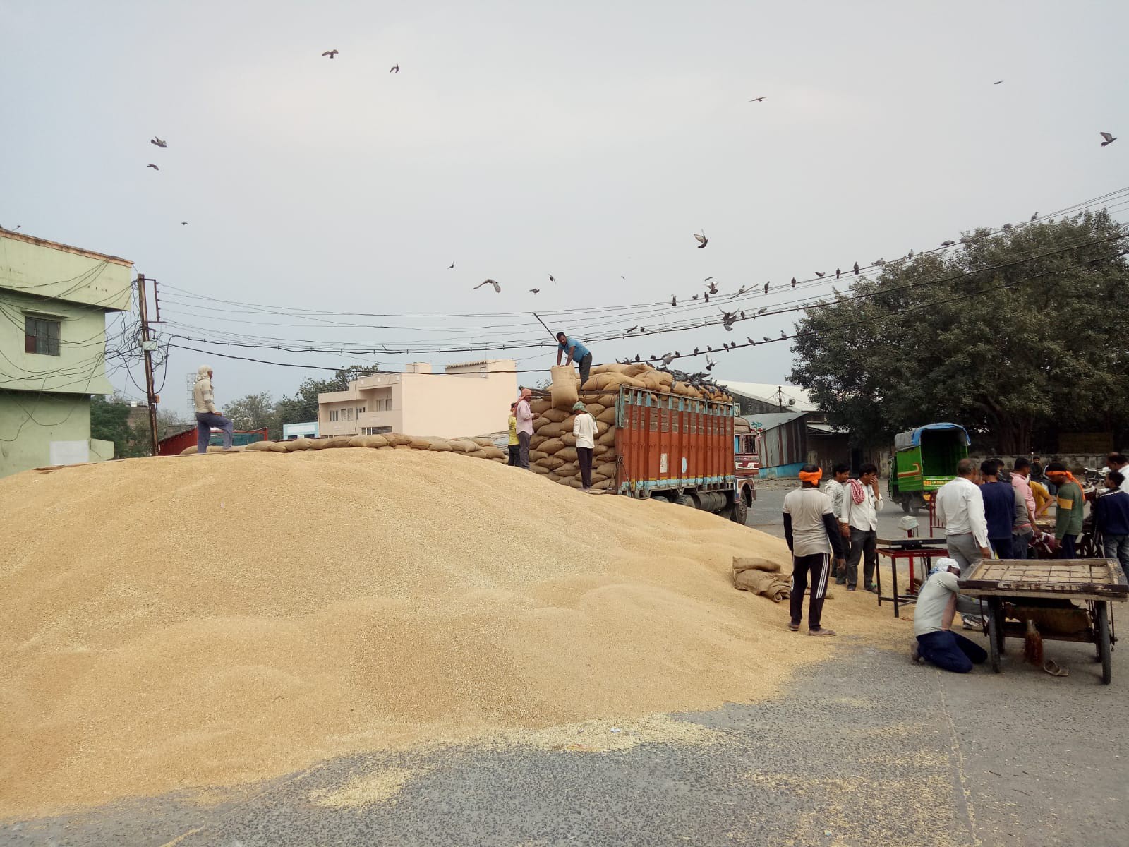 Record wheat production of 1154 lakh tonnes