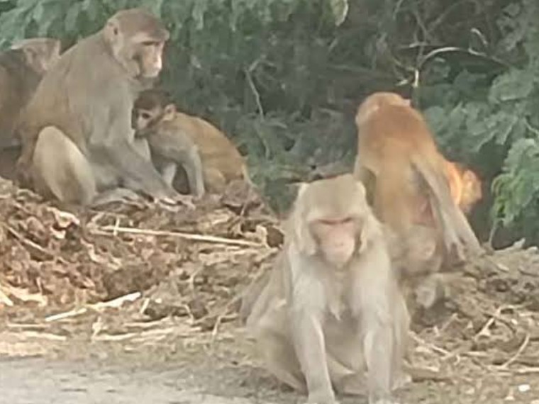 Monkeys Rampaging Monkeys' rampage in Sikandarpur's Patari | सिकंदरपुर के पतारी में ...