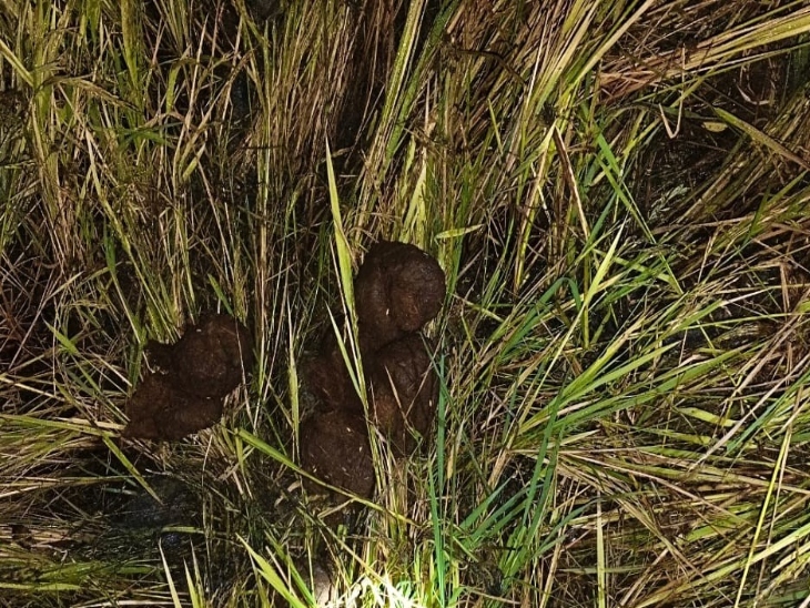 अर्जुनी परिक्षेत्र के जंगल में हाथियों के होने की पुष्टि हुई है।