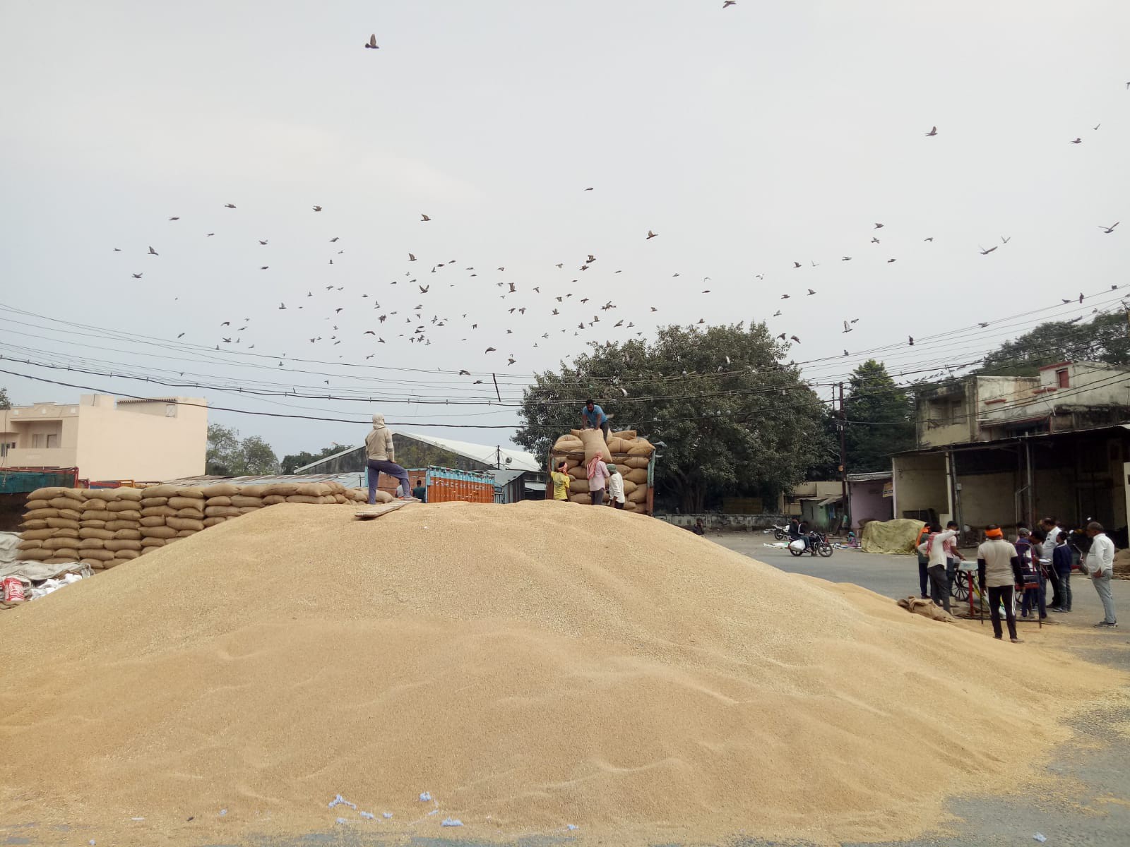 Record wheat production of 1154 lakh tonnes | गेहूं का रिकॉर्ड 1154 लाख ...