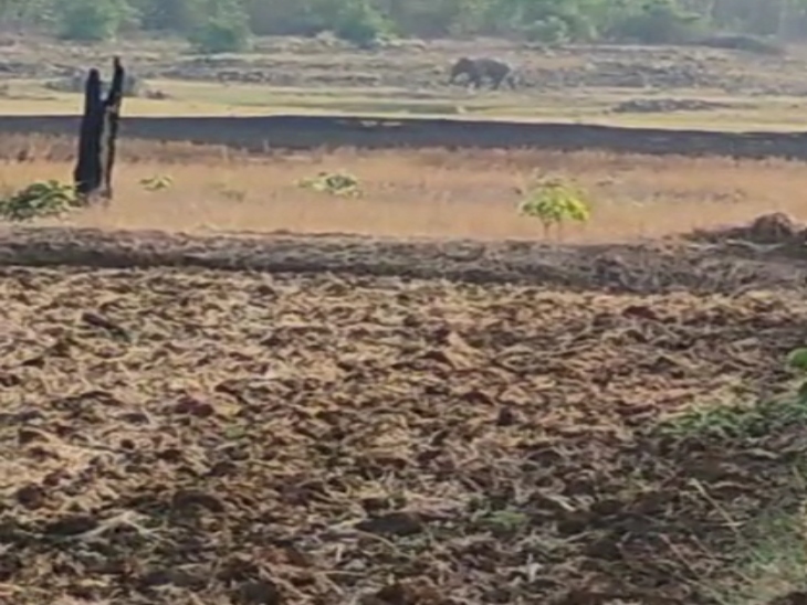 हाथियों ने 3 किसानों के 3 एकड़ फसल को बर्बाद किया है।