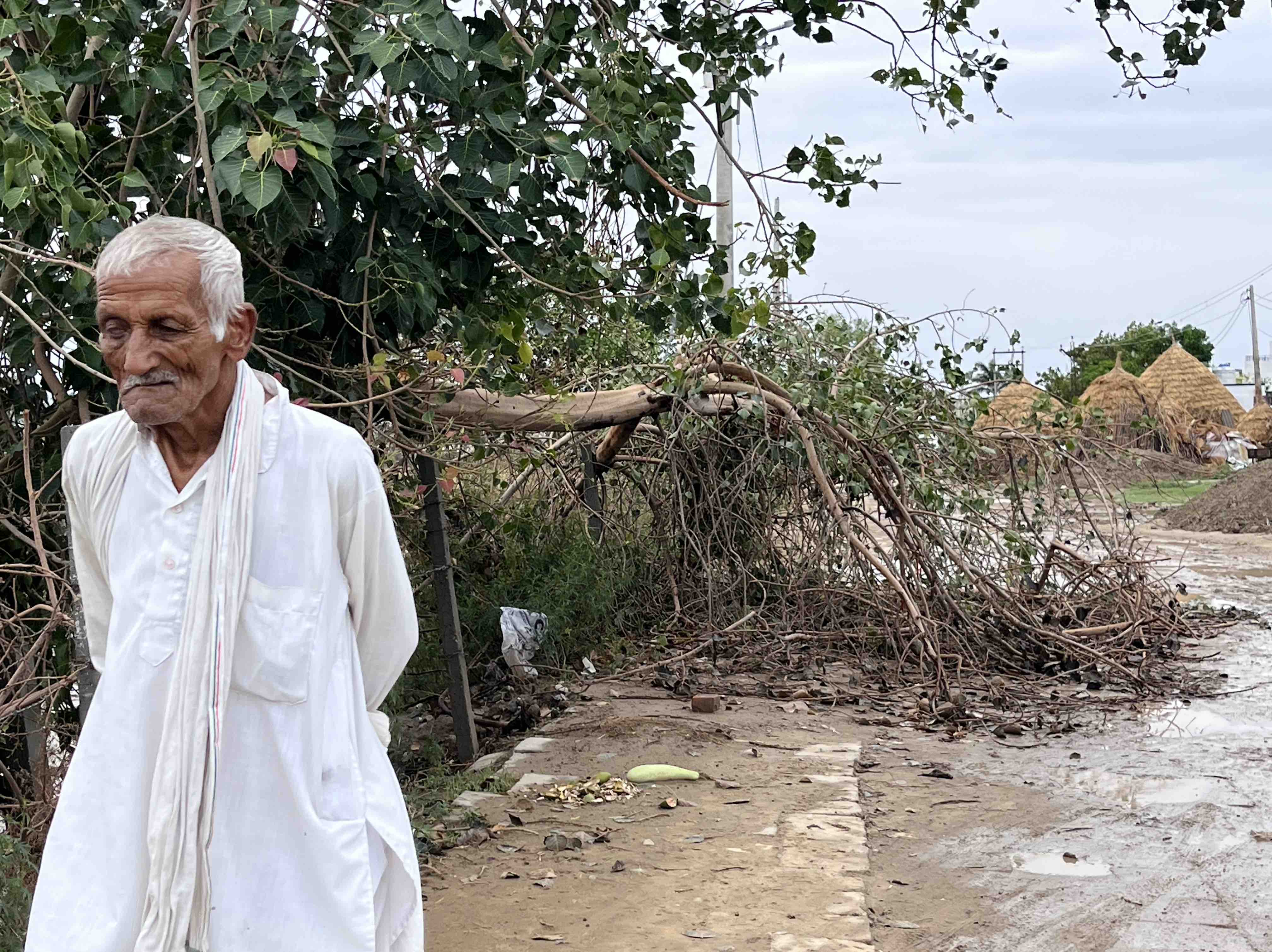 तूफान के कारण टूटे पेड़।