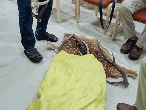 रेंज स्तरीय टीम के प्रभारी ने 27 मई को हिरण की खाल और सींग के साथ 3 आरोपियों को पकड़ा। - Dainik Bhaskar