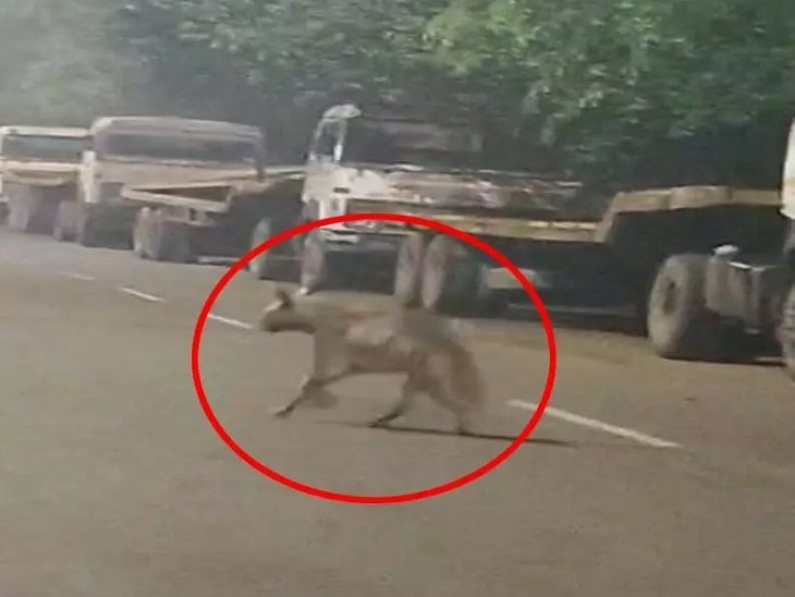 रात एक बजे बीएसपी एरिया में दिखा लकड़बग्घा