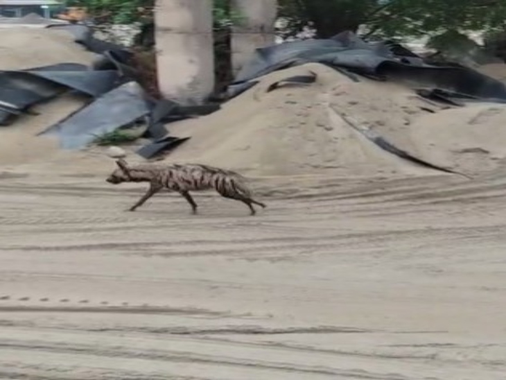 दिन में बीएसपी एरिया में लकड़बग्घा दिखा था।