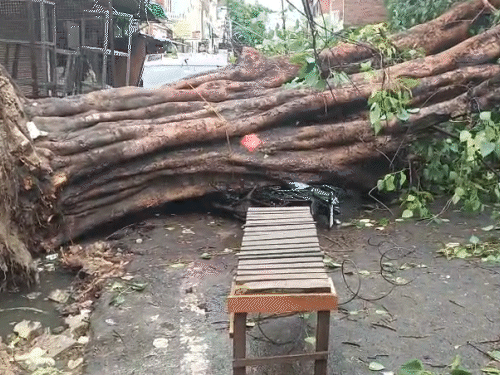 कल्याणपुर पनकी रोड पर पुराना पेड़ गिर गया। इसके नीचे गाड़ियां दबी हुई है।