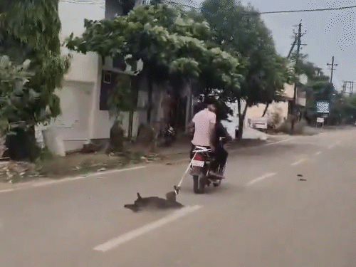 राजनांदगांव में 2 बदमाशों ने कुत्ते का पैर बाइक पर बांधकर करीब 1 किलोमीटर तक घसीटा। - Dainik Bhaskar