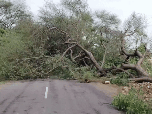 शनिवार को चरखी दादरी में बारिश और आंधी में पेड़ टूटकर सड़क पर गिर गए। - Dainik Bhaskar