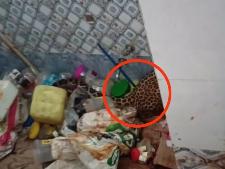 घर के बाथरुम में छिपकर बैठे तेंदुए का पूंछ दिख रहा था।