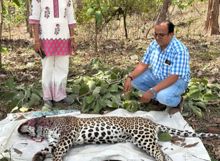 Leopard's body found on the four-lane road, fear of collision with a ...