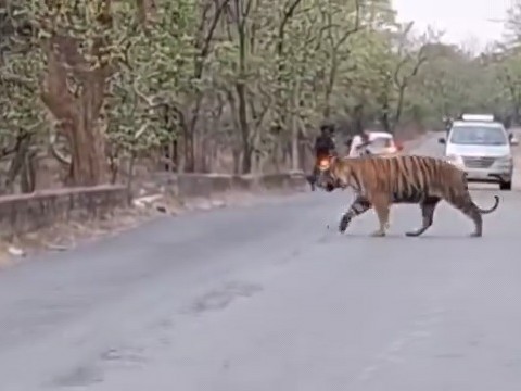 Interesting view of tiger in Panna Tiger Reserve