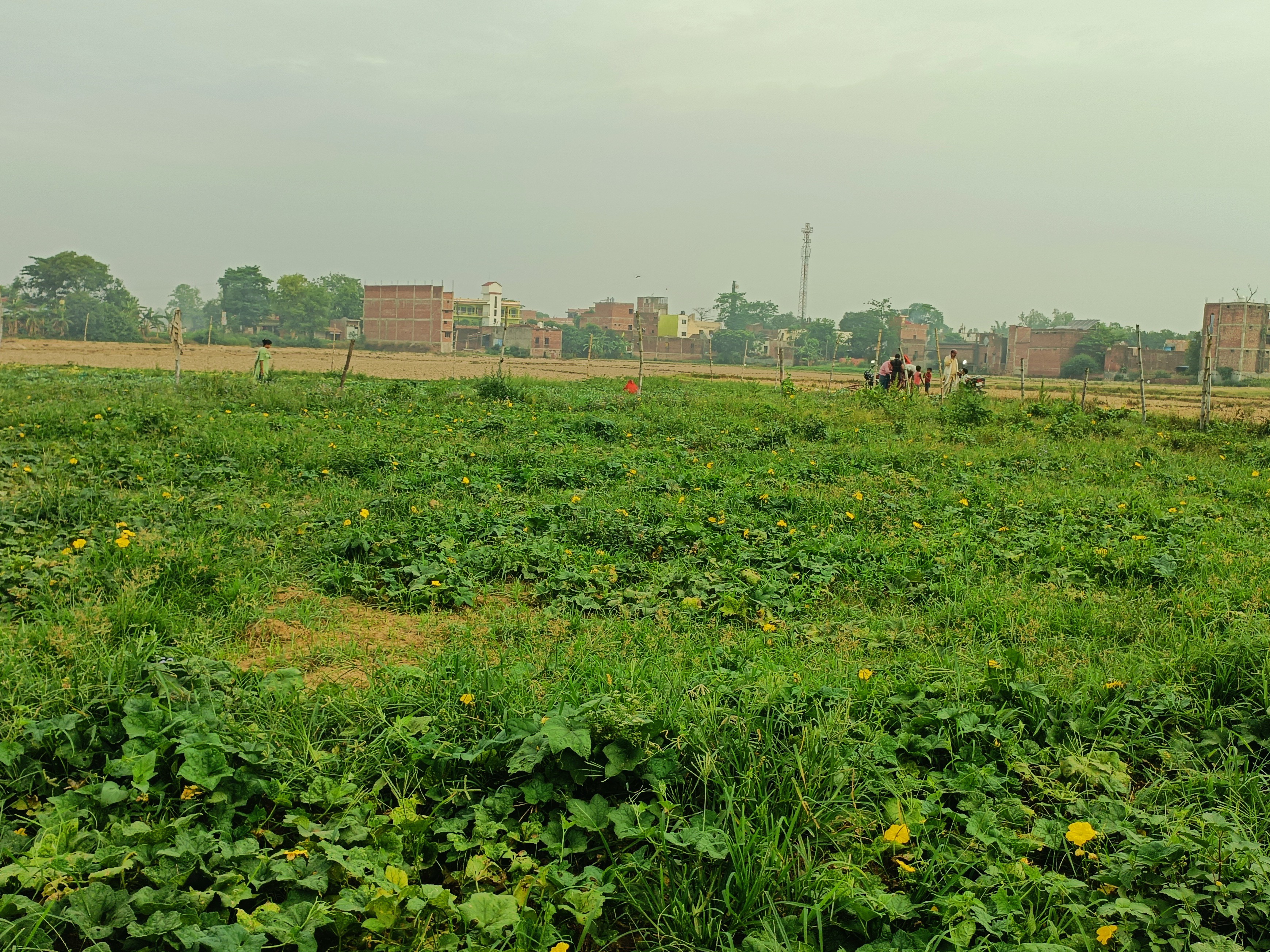 Success of Graduate Farmer in Belhar | बेलहर में ग्रेजुएट किसान की ...
