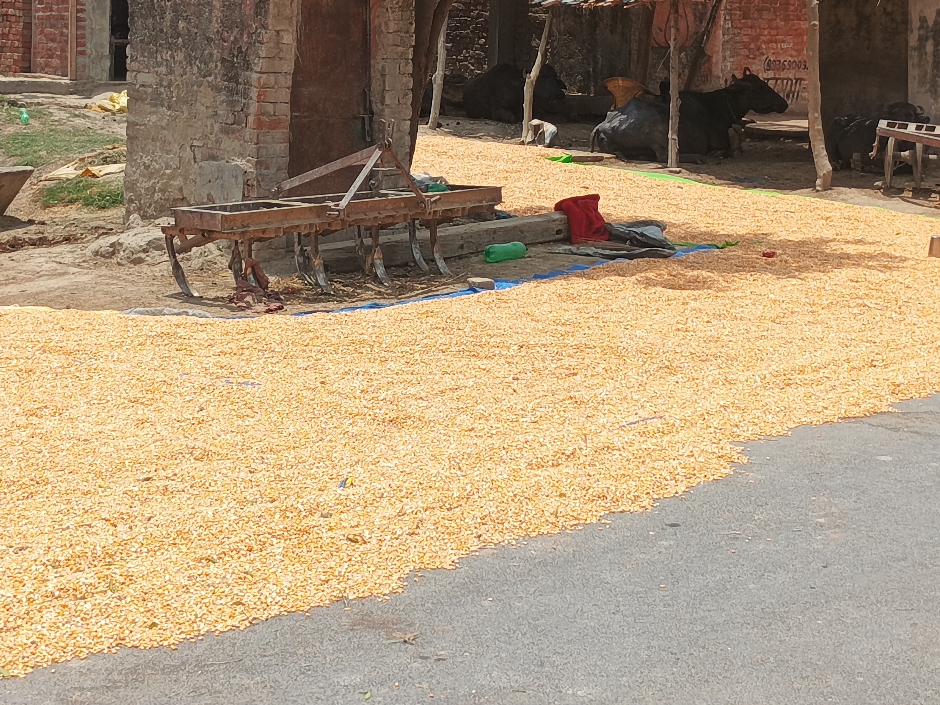 टूर्नामेंट का जश्न