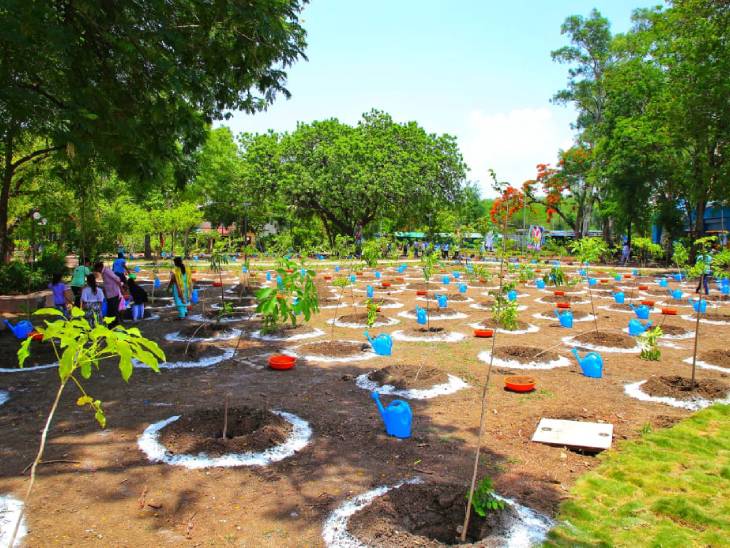 सिंदूर वाटिका में लगाए पौधे।