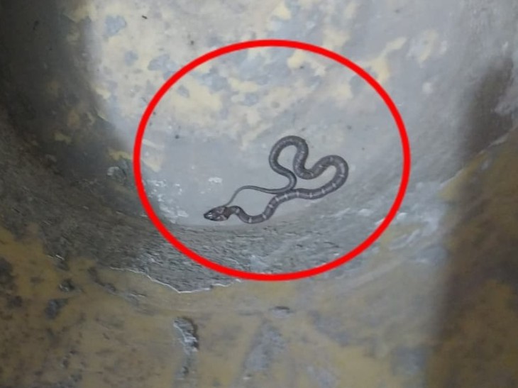 Snake Locking The young man reached the hospital after locking the snake in a box