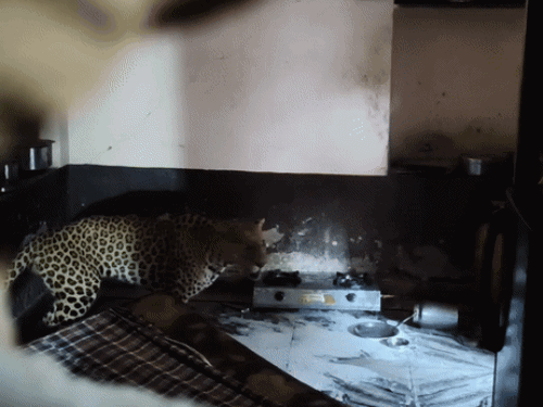 Rajsamand Leopard Movement Rescue Video Update | Amet