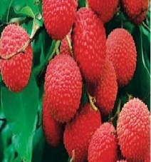 Spolied Lychee 50% of Shahi Litchi is getting spoiled by the time it reaches abroad ...