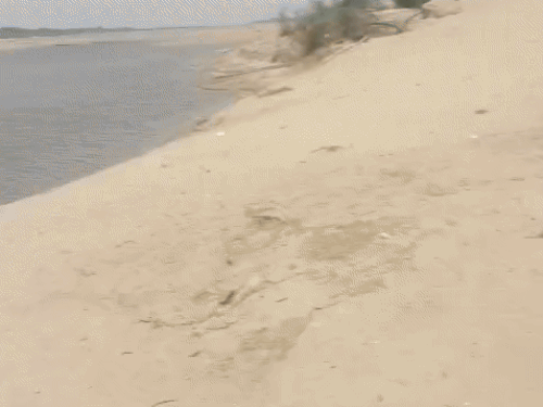 बनास नदी जहां पिकनिक मनाने गए जयपुर के 11 लोगों में से 8 की मौत हो गई।