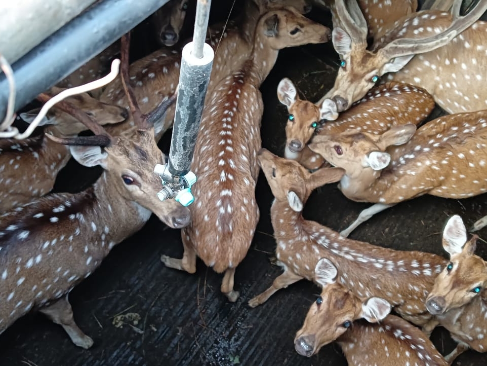 कान्हा टाइगर रिजर्व से चीतल किए जाएंगे शिफ्ट।