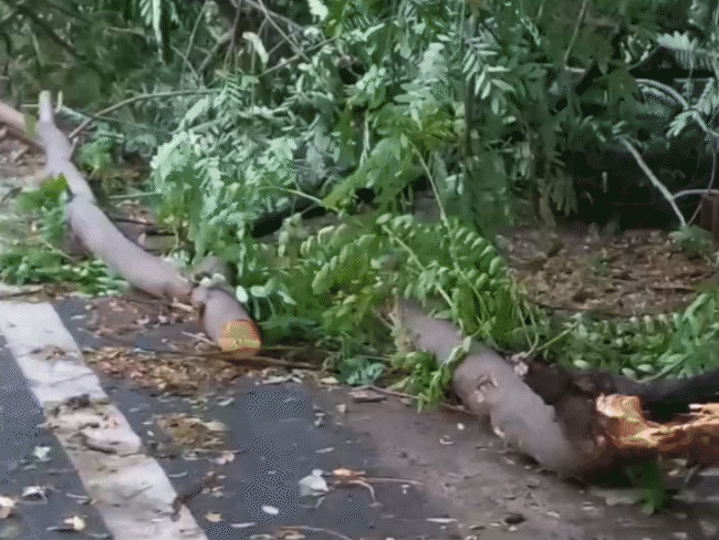 भोपाल में बुधवार रात तेज आंधी की वजह से कई जगहों पर पेड़ गिर गए। गुरुवार सुबह से इन्हें हटाने का काम शुरू हुआ।