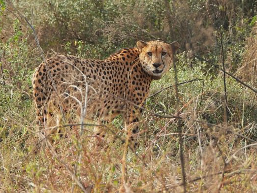 कूनो में चीता पवन। - Dainik Bhaskar