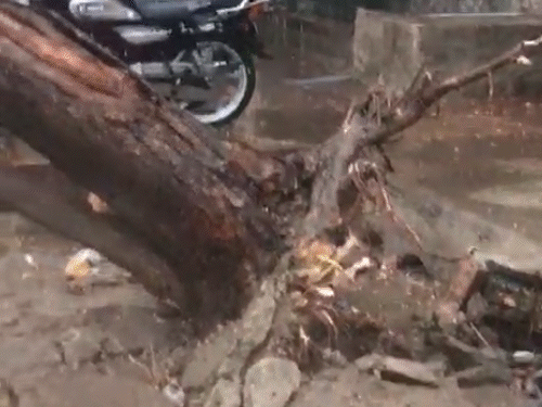 जोधपुर: अंधड़ के साथ बारिश हुई। इस दौरान कई पेड़ उखड़ गए।