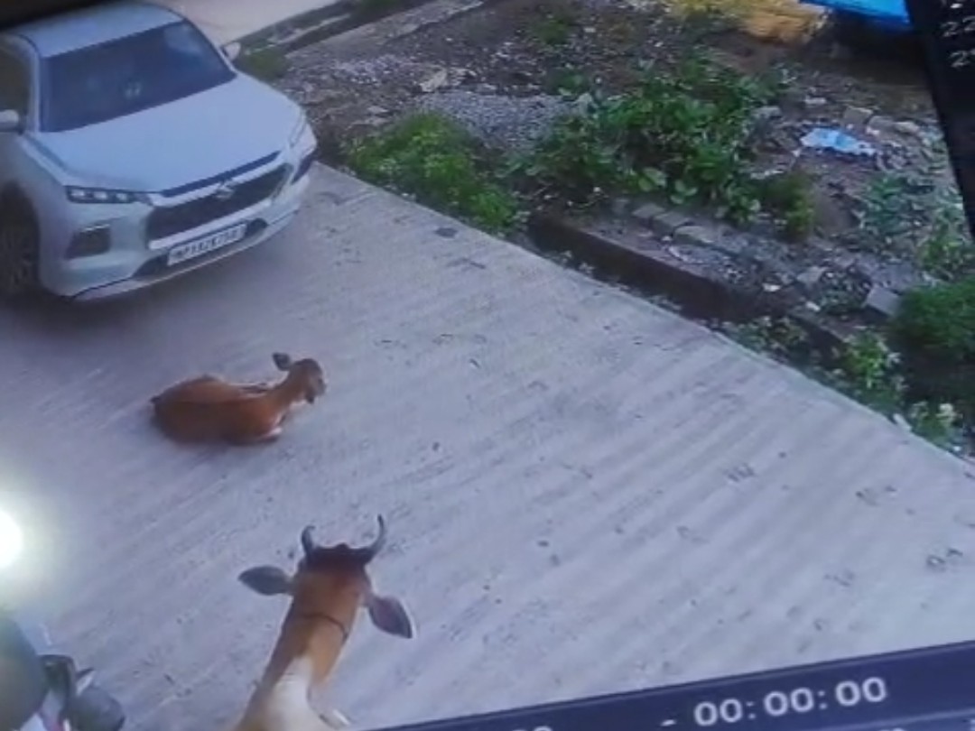 बछड़ा मां के साथ सड़क पर बैठा था।