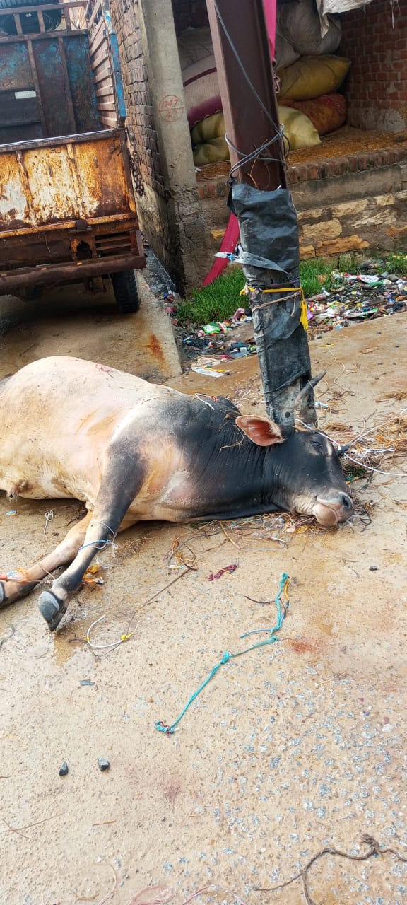 करंट लगने से गाय की मौत
