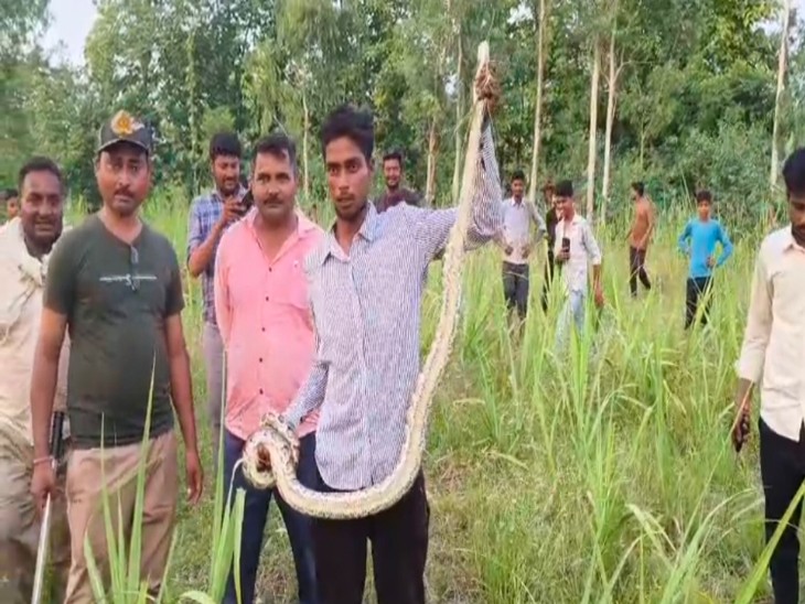 6 foot long python seen on a tree