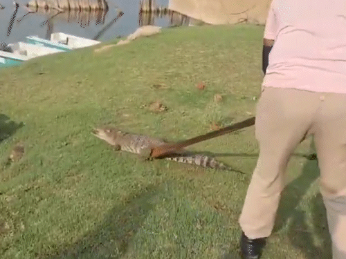 आगरा में चंबल नदी से मगरमच्छ निकलकर गांव में पहुंच गया। दो घंटे बाद वन विभाग की टीम ने उसे वापस चंबल नदी में छोड़ा।