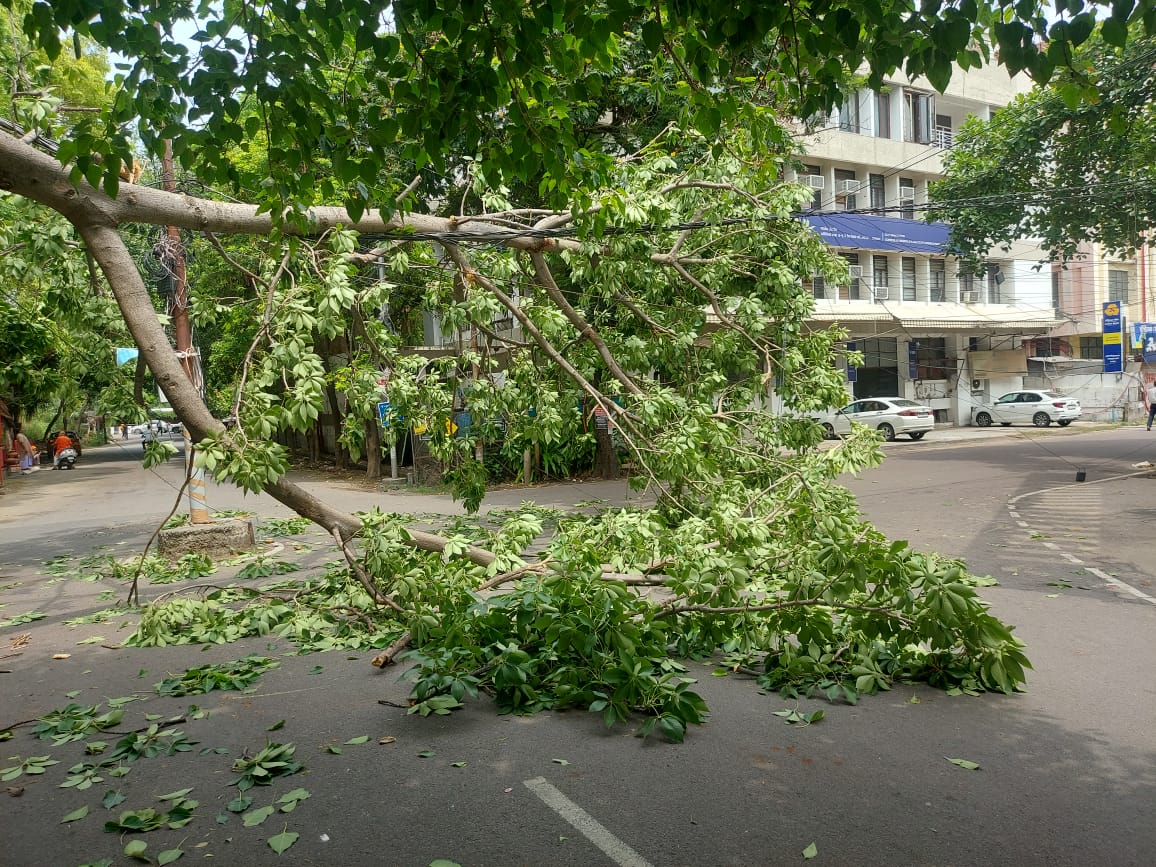 हवा चलने से हजरतगंज गोखले मार्ग पर पेड़ गिर गया।