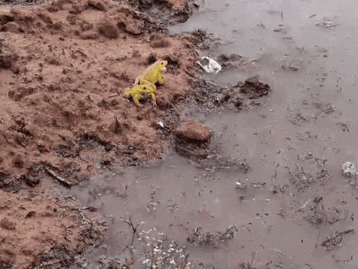 तस्वीर झांसी के रक्सा गांव की है। यहां सुनहरे रंग के मेंढक नजर आने के बाद स्थानीय लोग खुश हैं। स्थानीय मान्यता है कि सुनहरे मेंढक दिखते हैं तो अच्छी बारिश होती है।