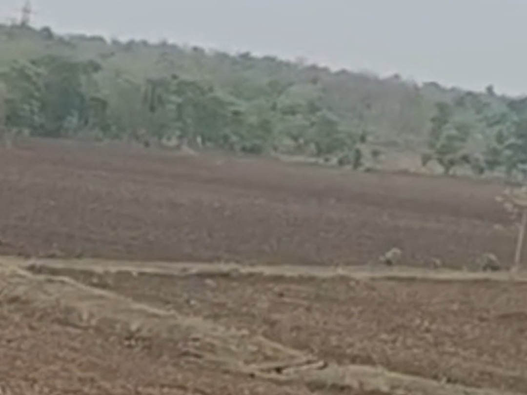 सिवनी जिले में अब तक 74.9 मिमी बारिश: किसानों ने 60% मक्का और 70% धान की बुआई पूरी की - Seoni News