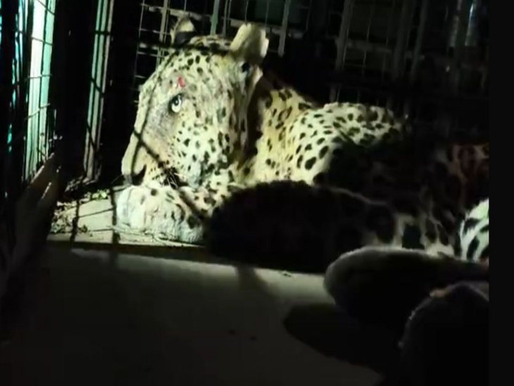 वाण गांव में एक लेपर्ड की भूख और प्यास से मौत हो गई। - Dainik Bhaskar