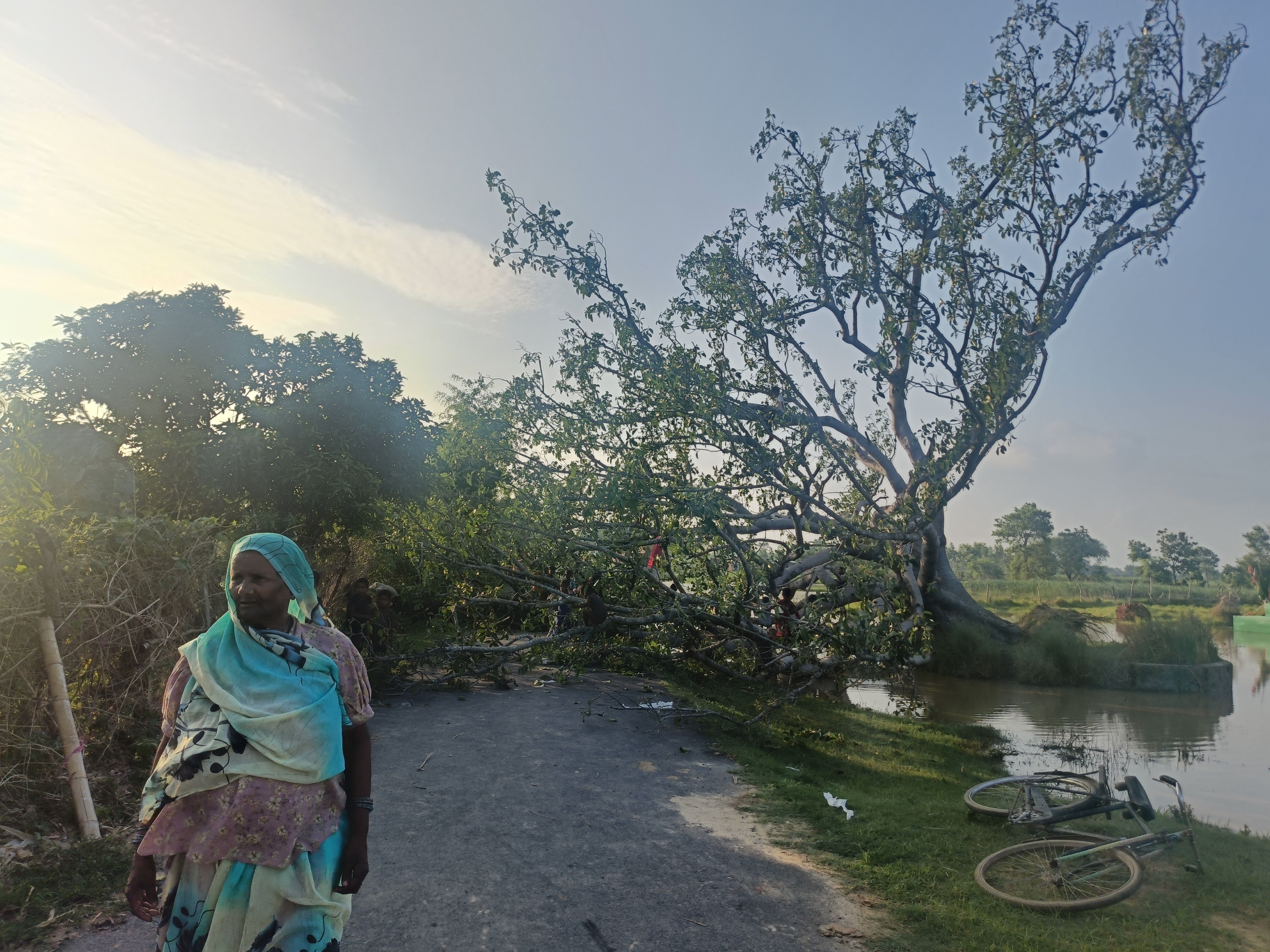 Banyan tree fell due to rain in Lebudwa | लेबुडवा में बारिश से गिरा ...