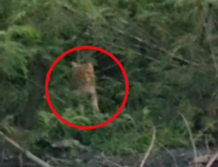 अनुमान है कि यह विलुप्त प्रजाति की जंगली बिल्ली (फेलिस चाउस) का बच्चा हो सकता है।