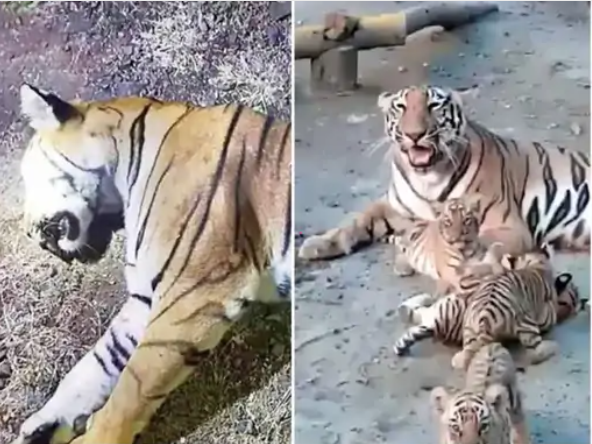 पहली तस्वीर उस वक्त की है, जब बाघिन कमली घायल अवस्था में मिली थी। दूसरी तस्वीर में कमली अपने तीन शावकों के साथ है।