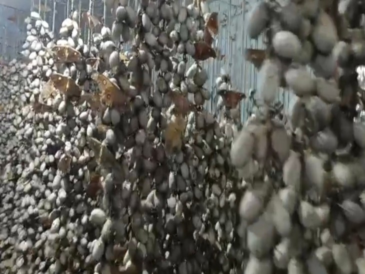 जांजगीर चांपा में हो रहा रेशम उत्पादन