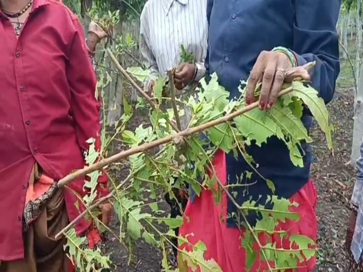 अर्जुन के पेड़ों पर कृमिपालन कर रही महिलाएं