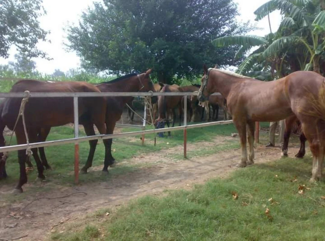 घोड़ों में यह बीमारी "बर्कहोल्डरिया मैलेई" बैक्टीरिया से होती है। यह मनुष्यों सहित अन्य जानवरों में भी फैल सकती है।
