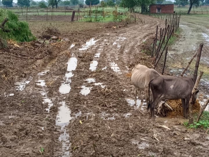 बारिश से कच्ची सड़क बनी कीचड़।