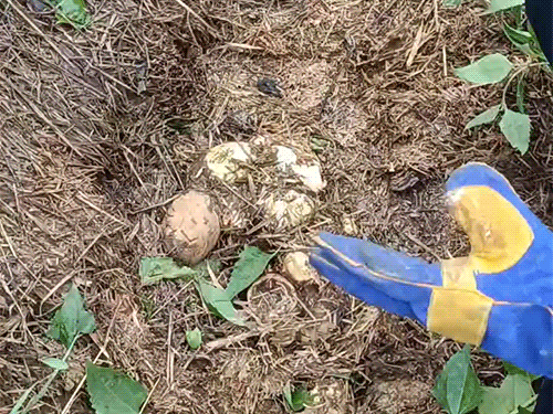 अजगर के अंडे