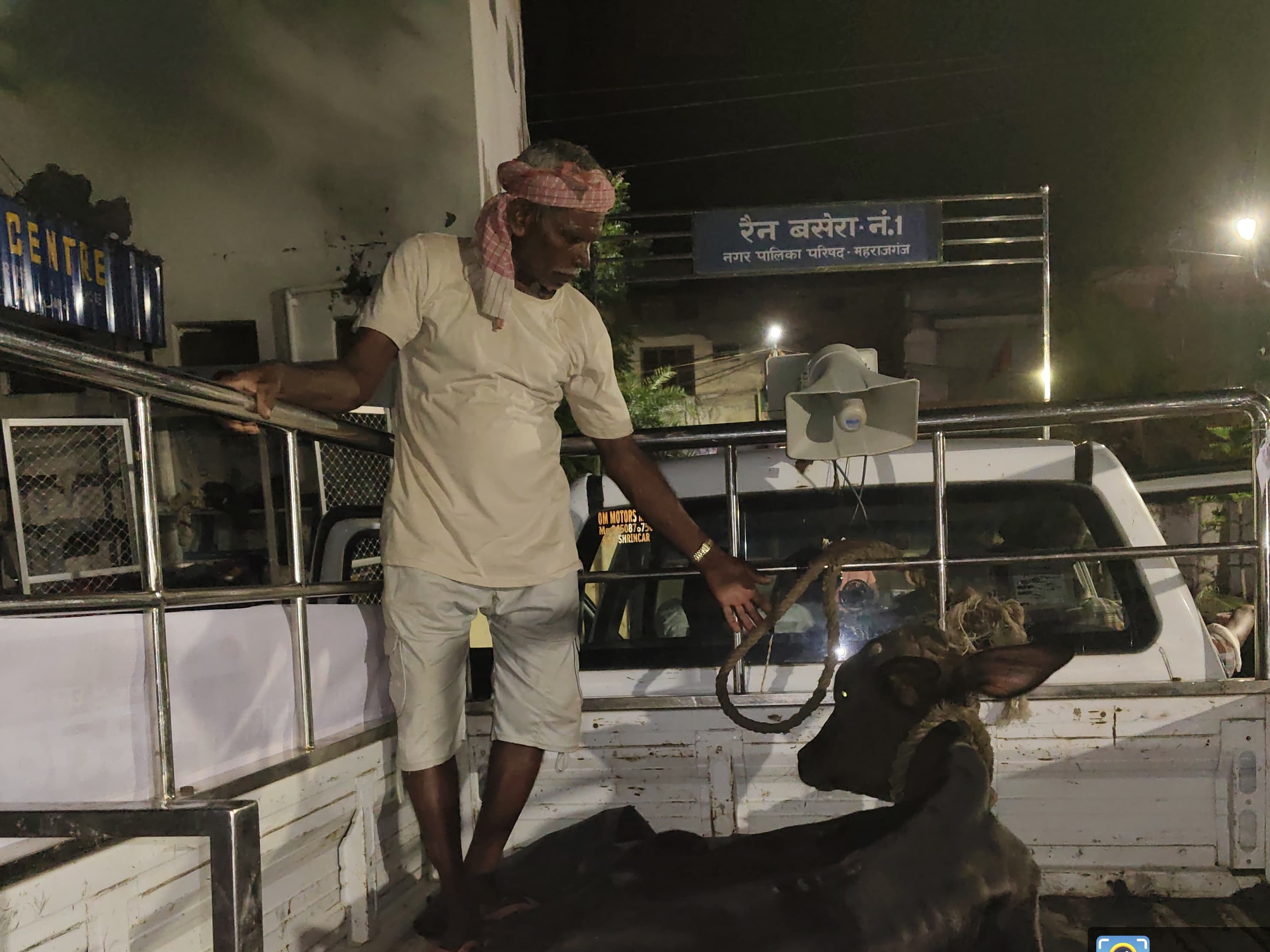 नगर पालिका की टीम ने गाय को गौशाला पहुंचाया। - Dainik Bhaskar