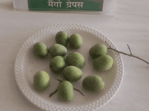 २ इंचाच्या द्राक्षांच्या जातीचा आंबा.